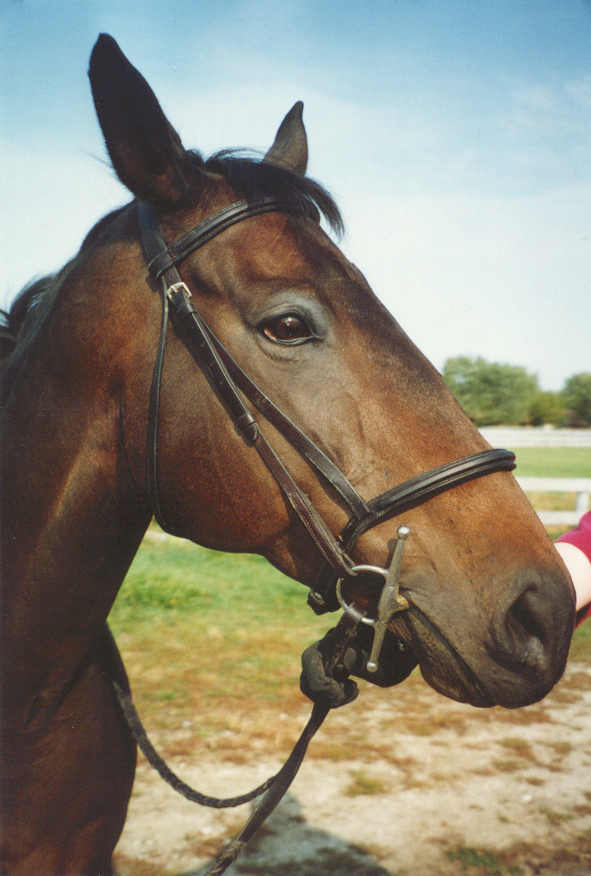 Horse with bridle